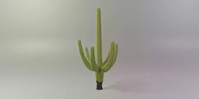 Saguaro Cactus