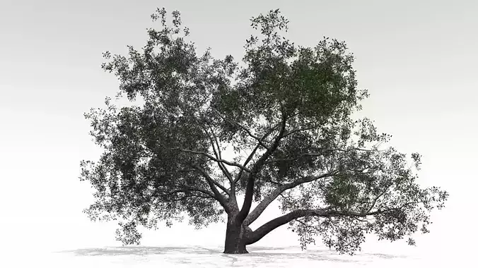 Live Oak - Variation B 3D model