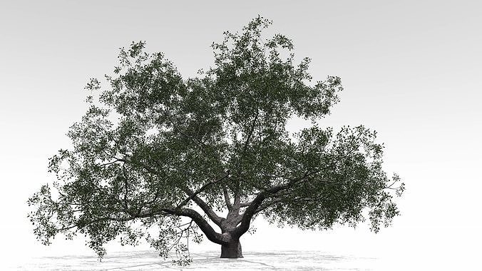 Live Oak - Variation C 3D model