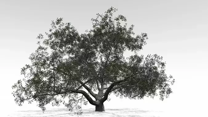 Live Oak - Variation C