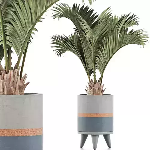 Plants Collection 129 Palm 3D model