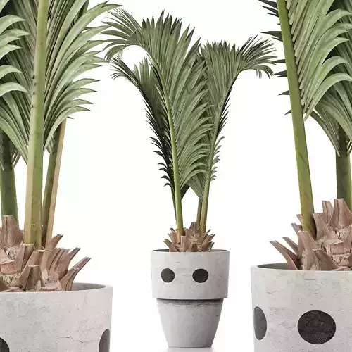 Plants Collection 130 Palm for pool 3D model