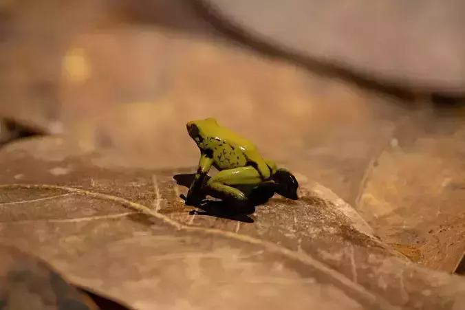 Poison Dart Frog 3D model