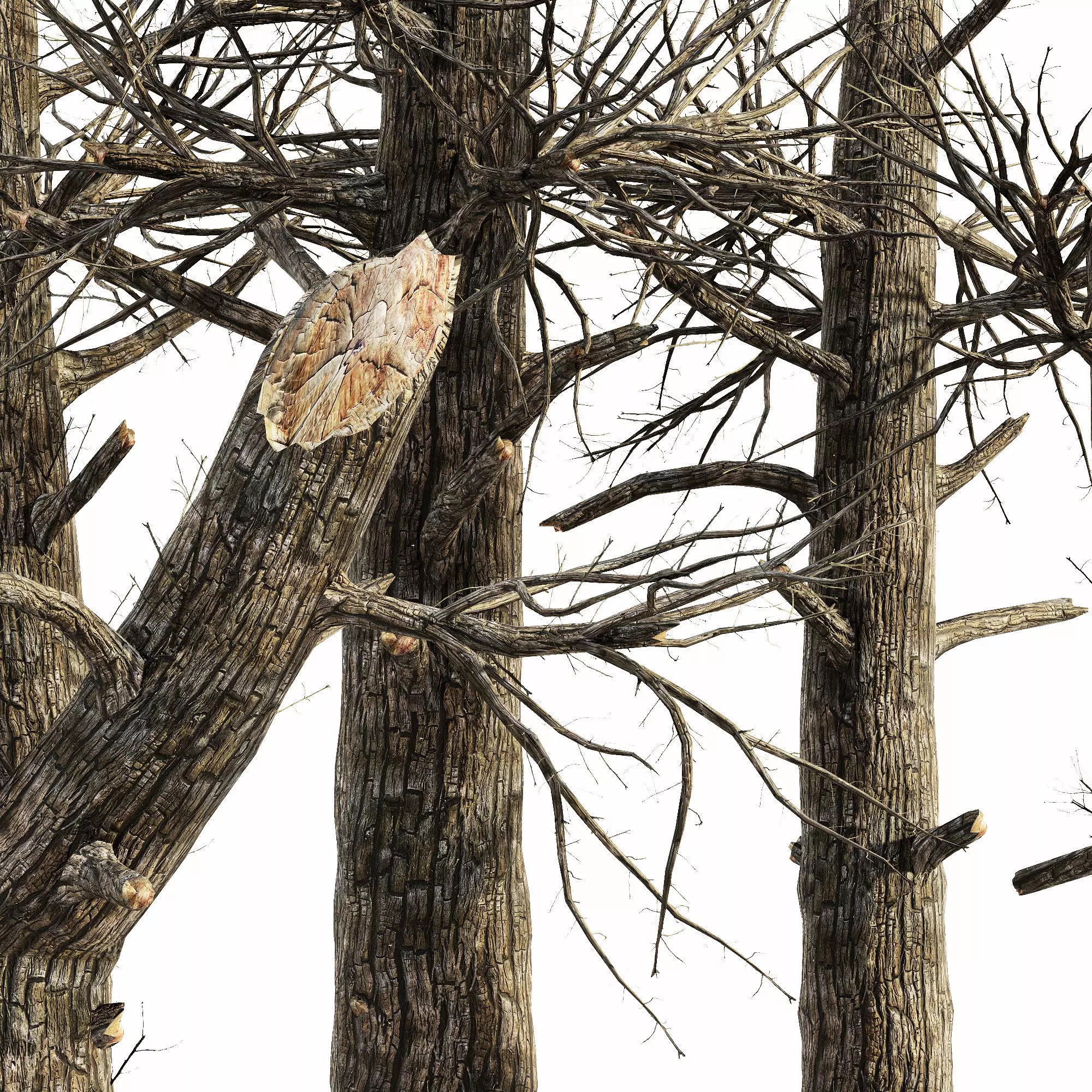 Burnt tree collection 5 trees in the scene 3D model