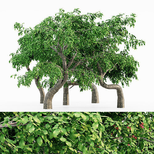 Cherry tree collection 5 trees in the scene Free 3D model