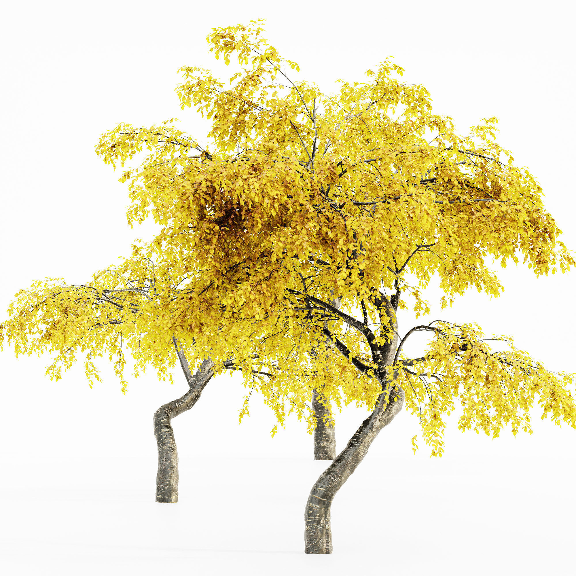 Cherry Fall tree collection 5 trees in the scene 3D model_3