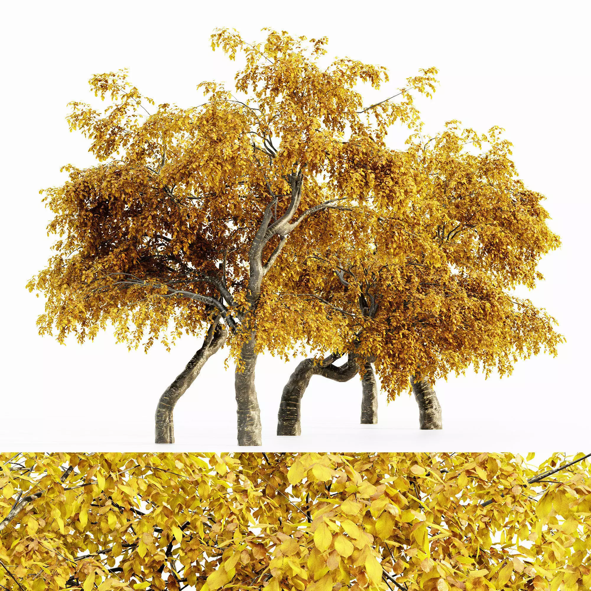 Cherry Fall tree collection 5 trees in the scene 3D model_0