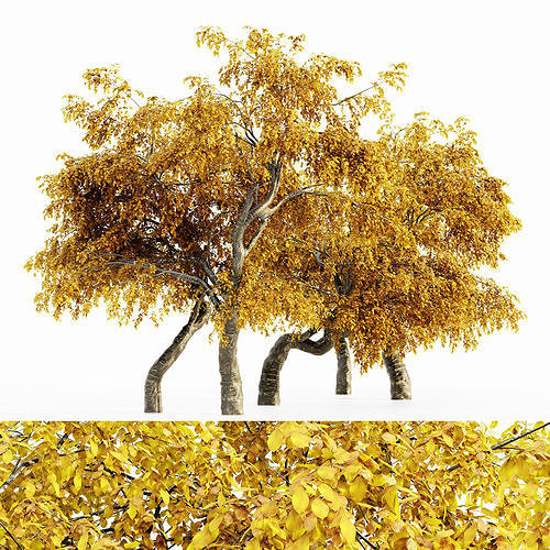 Cherry Fall tree collection 5 trees in the scene 3D model