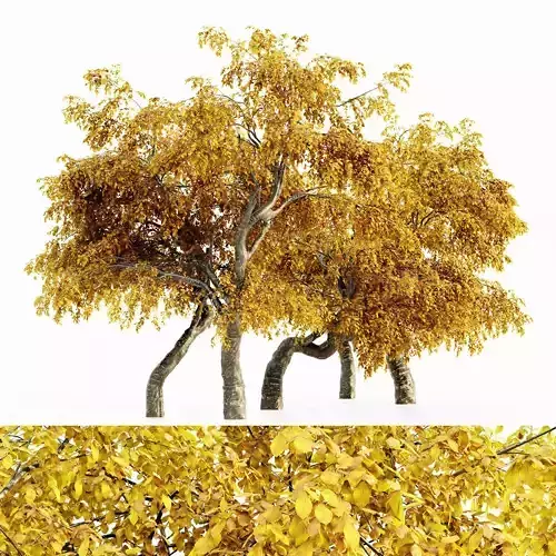 Cherry Fall tree collection 5 trees in the scene 3D model