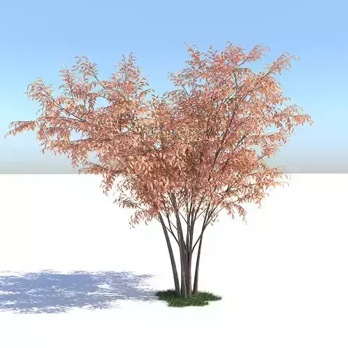 Barberri tree and Grass 3D model