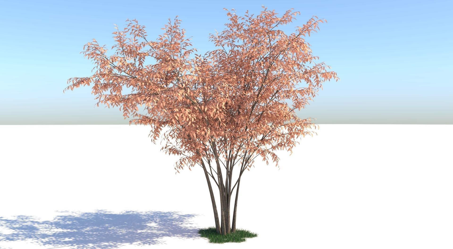 Barberri tree and Grass 3D model_2