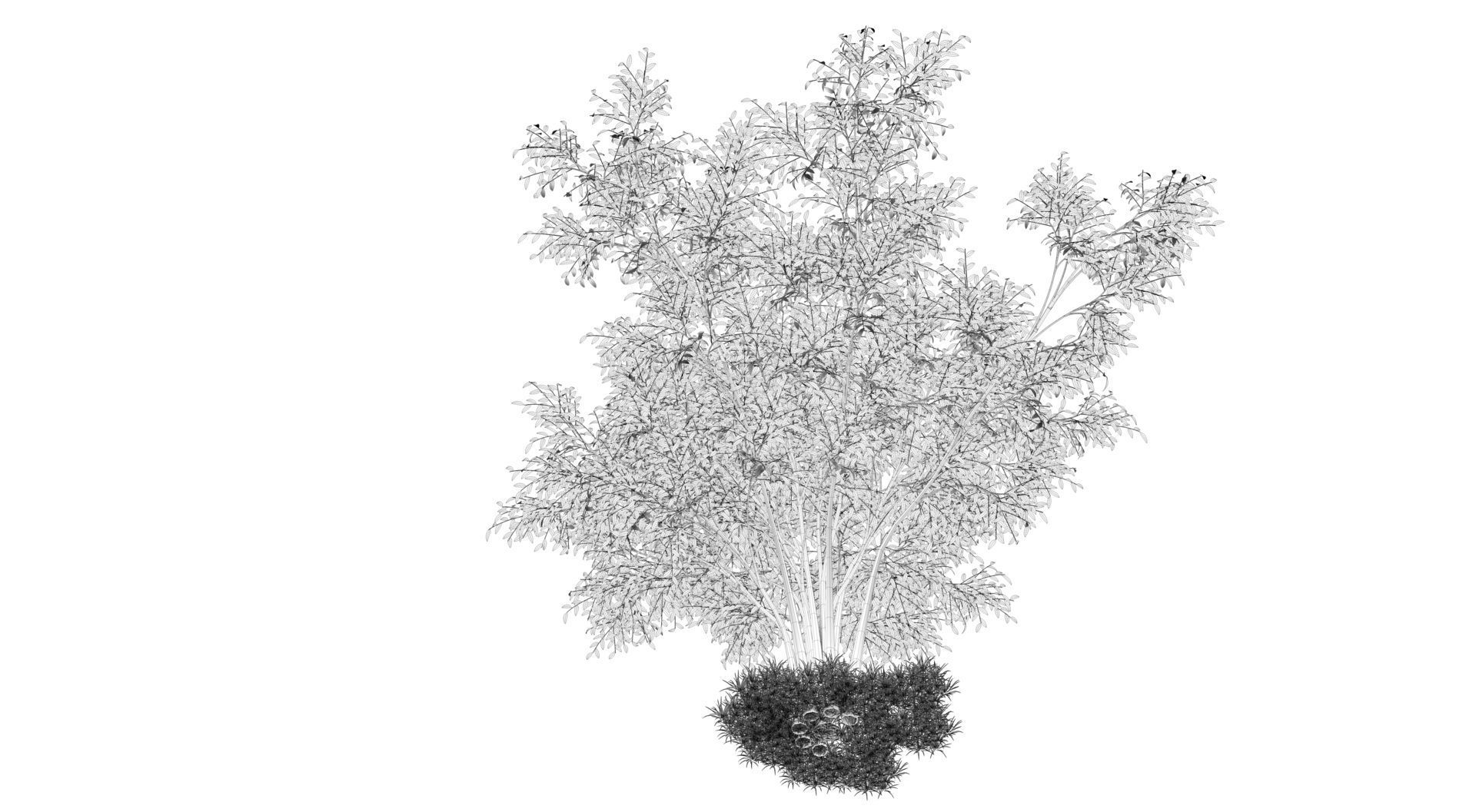 Barberri tree and Grass 3D model_13