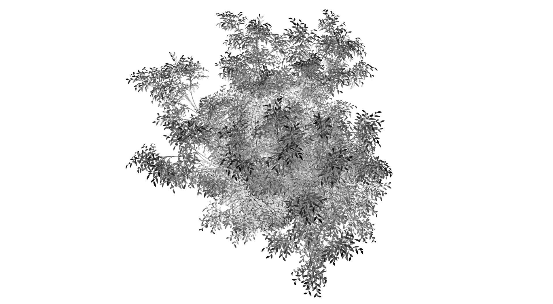 Barberri tree and Grass 3D model_16