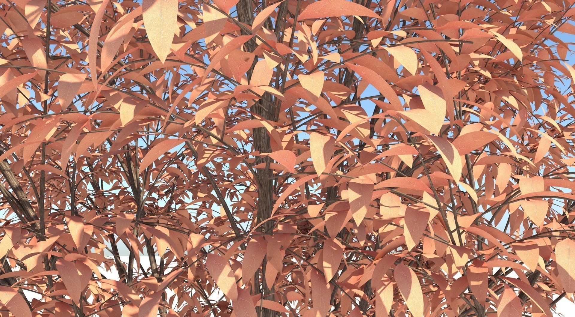 Barberri tree and Grass 3D model_7