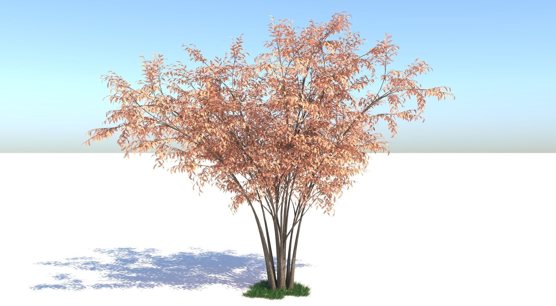 Barberri tree and Grass 3D model_1