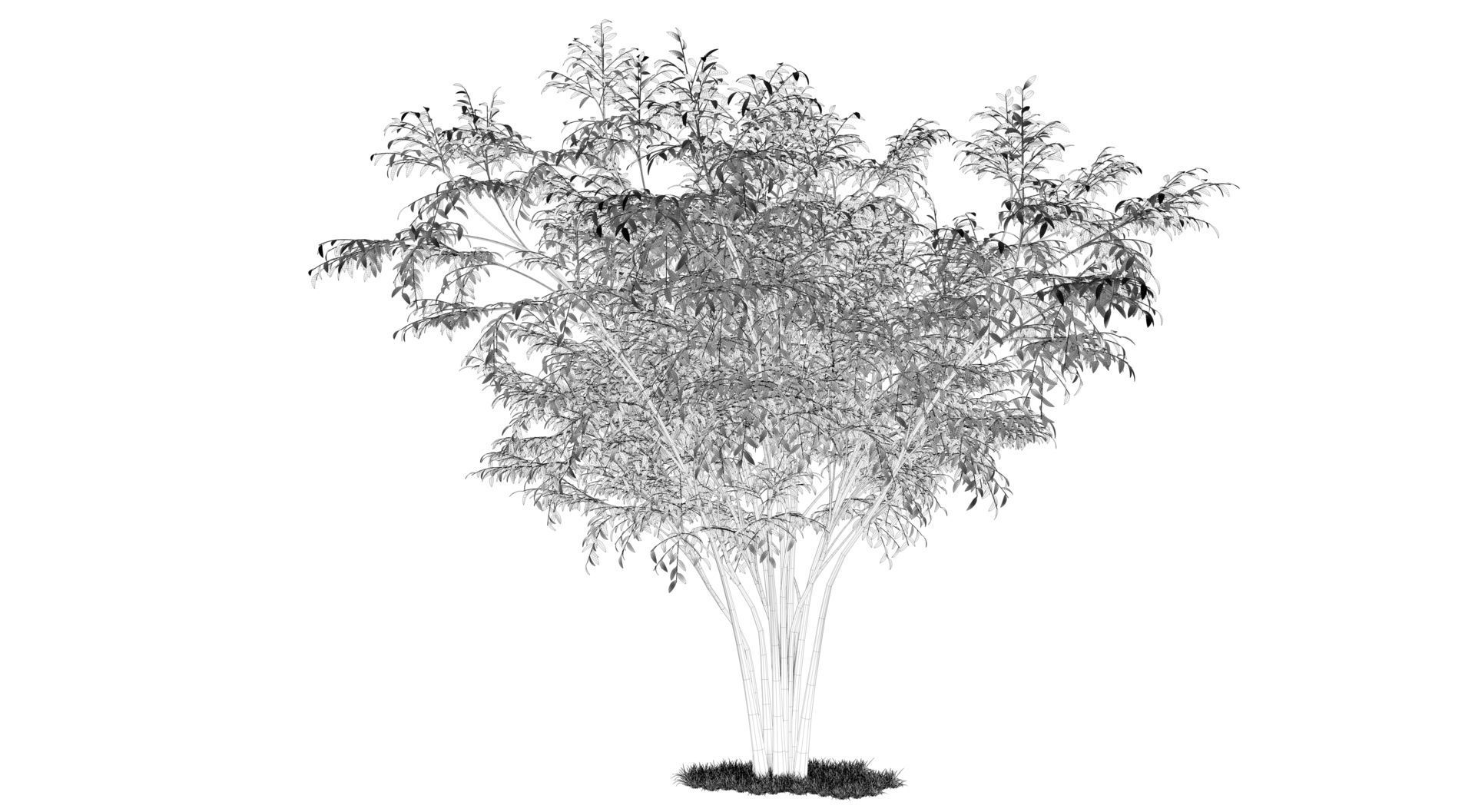 Barberri tree and Grass 3D model_11