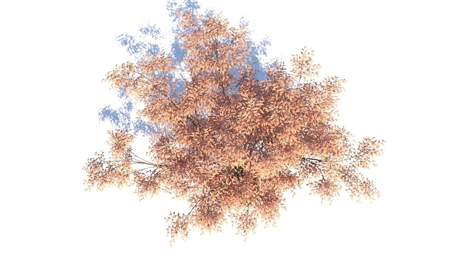 Barberri tree and Grass 3D model_4