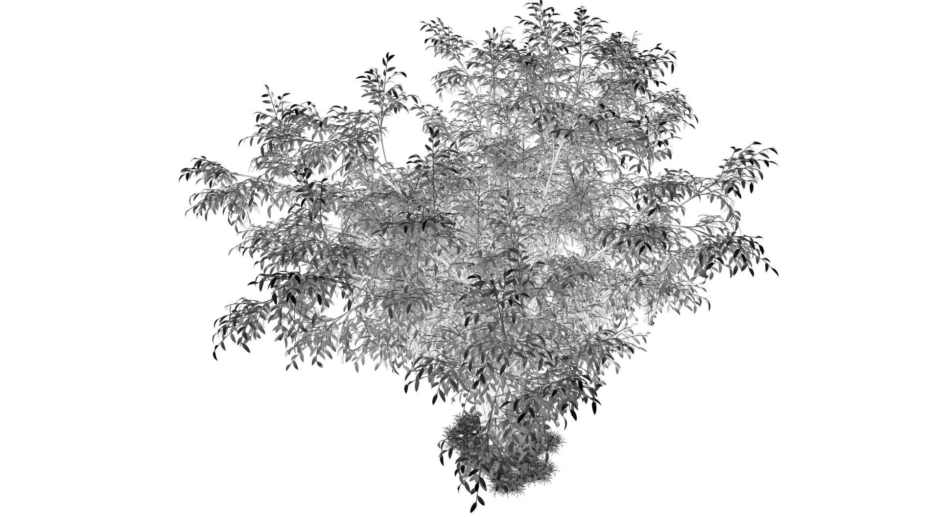 Barberri tree and Grass 3D model_12