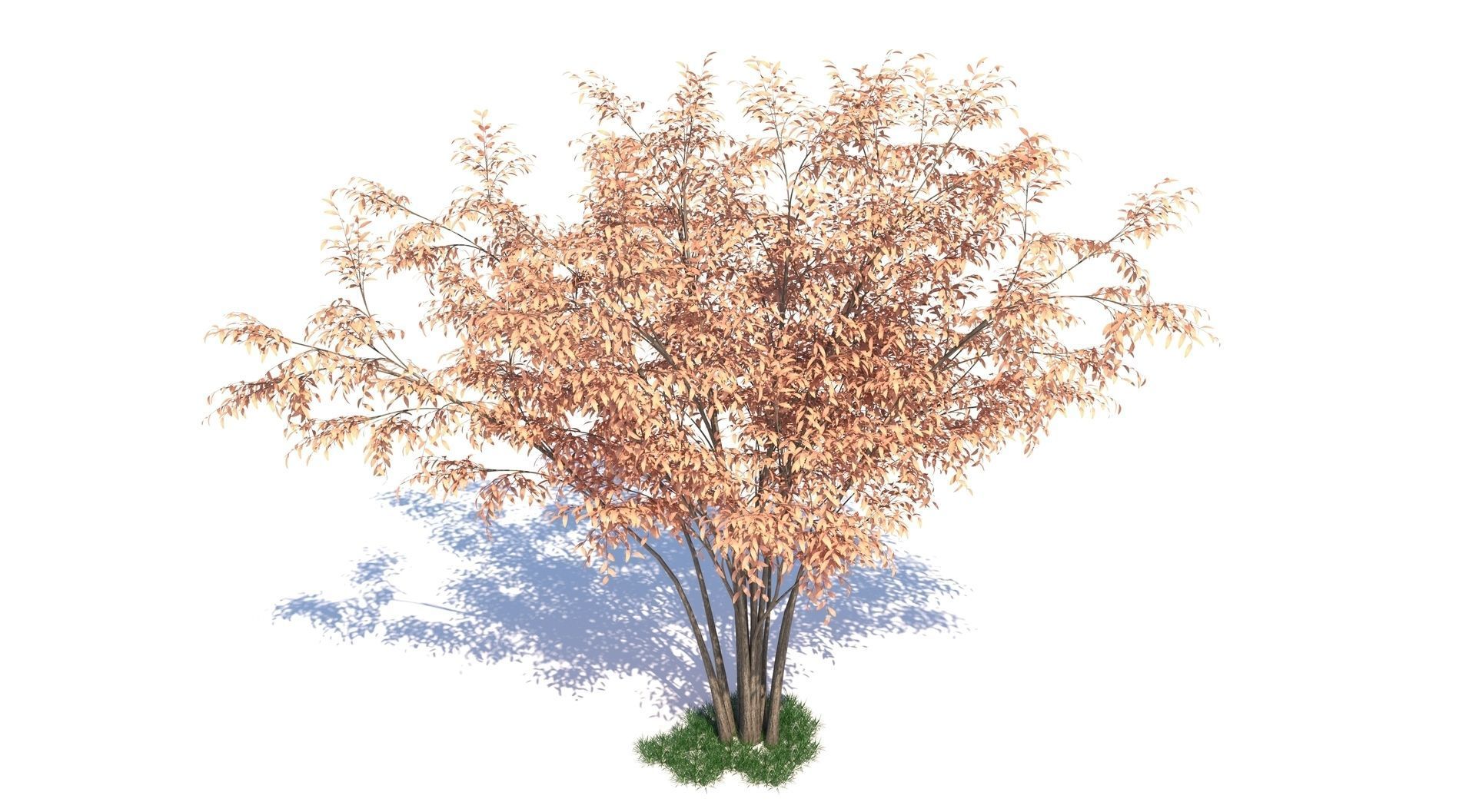 Barberri tree and Grass 3D model_3