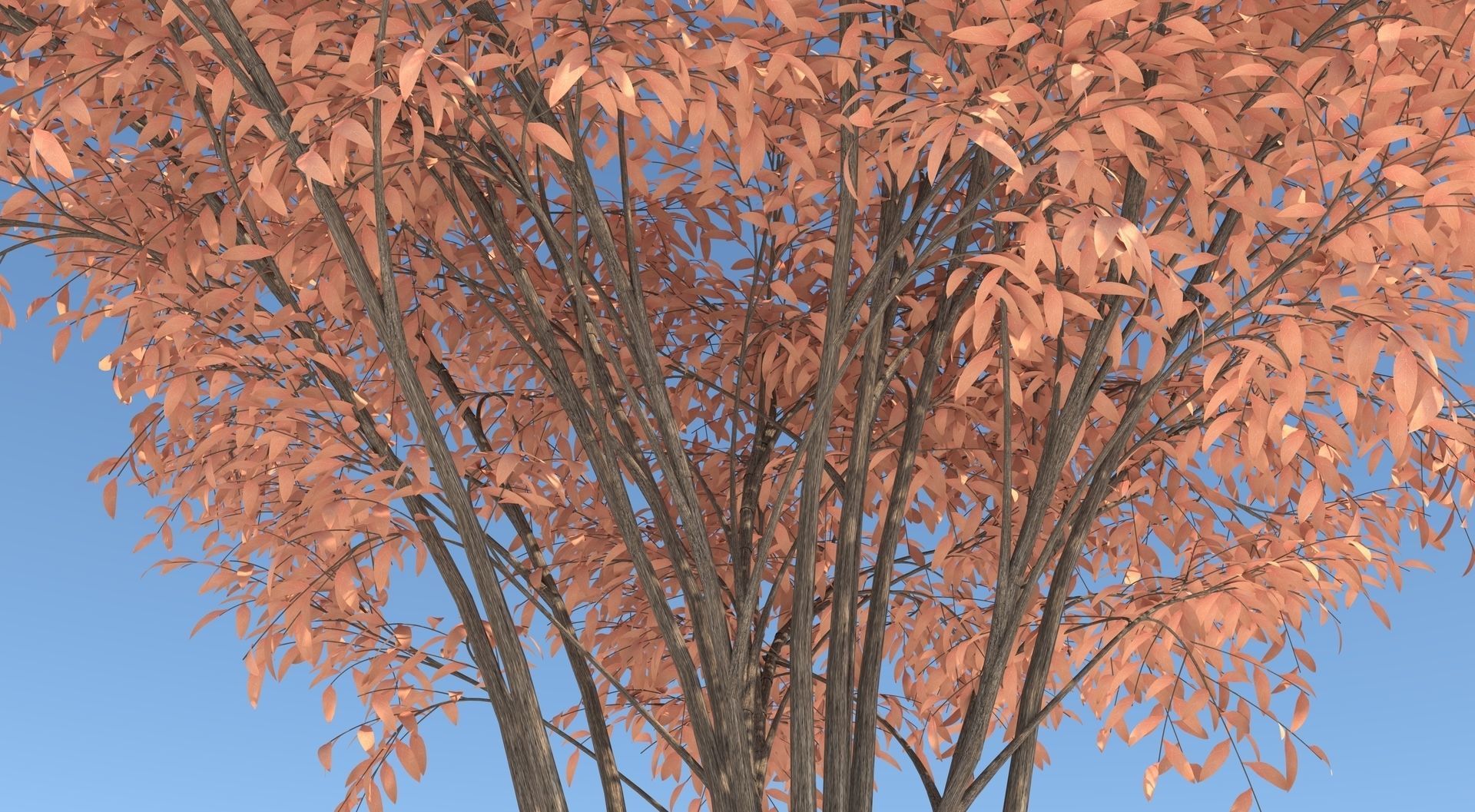 Barberri tree and Grass 3D model_5