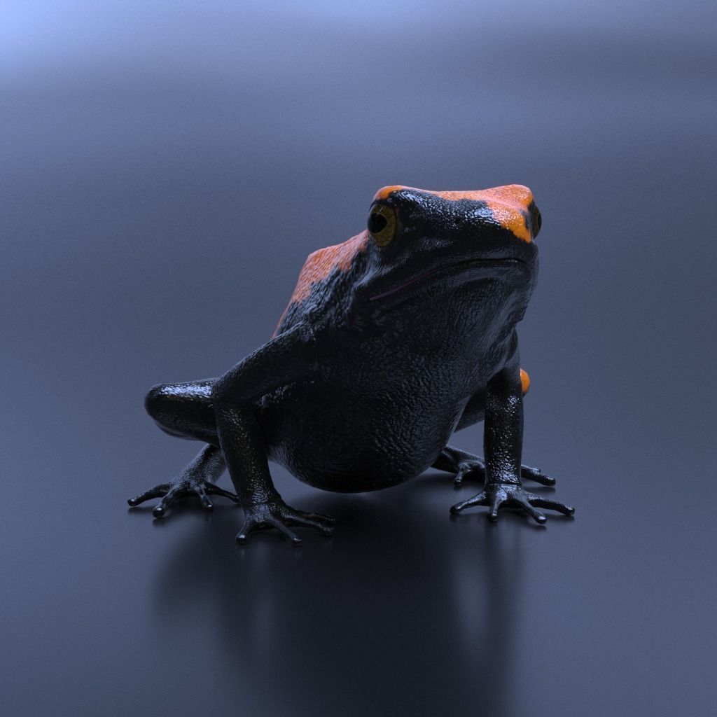 Splashback Poison Frog - Adelphobates galactonotus 3D model_13