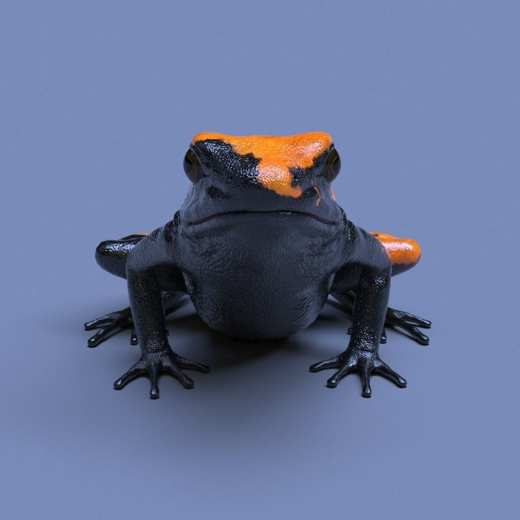 Splashback Poison Frog - Adelphobates galactonotus 3D model_21
