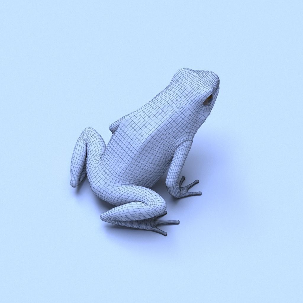 Splashback Poison Frog - Adelphobates galactonotus 3D model_31