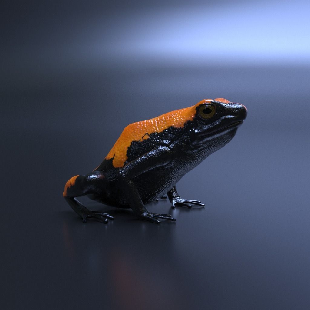 Splashback Poison Frog - Adelphobates galactonotus 3D model_11