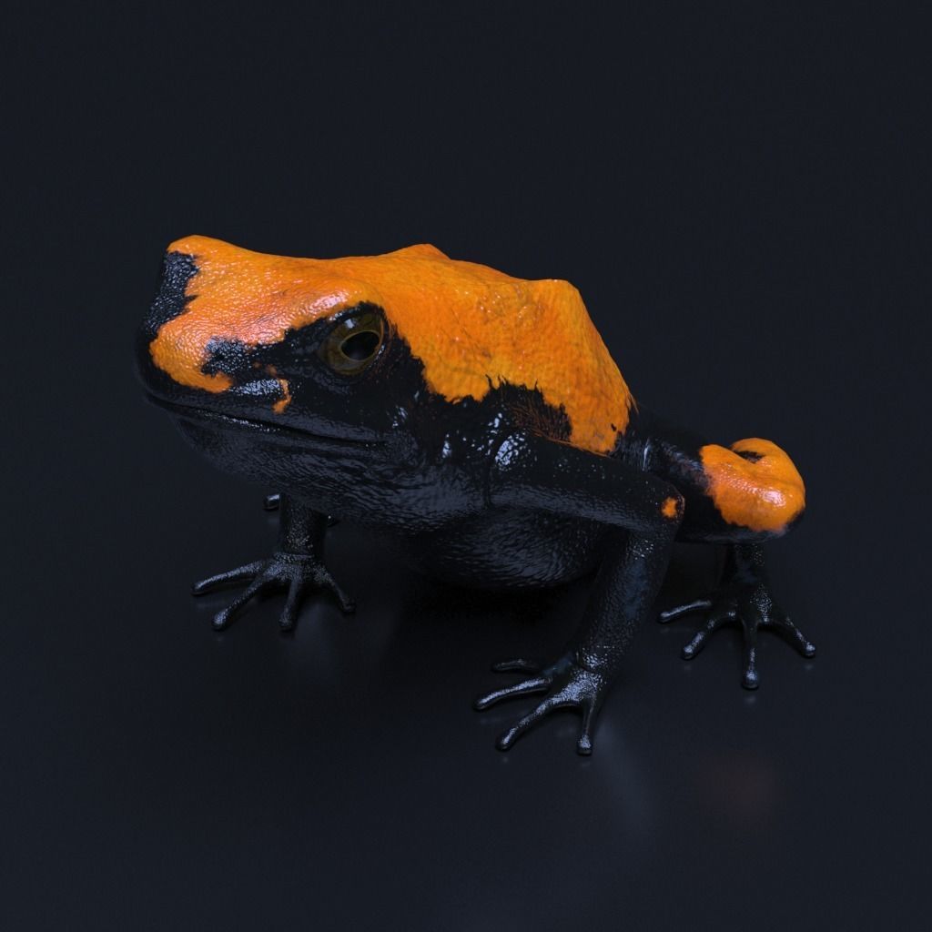 Splashback Poison Frog - Adelphobates galactonotus 3D model_4