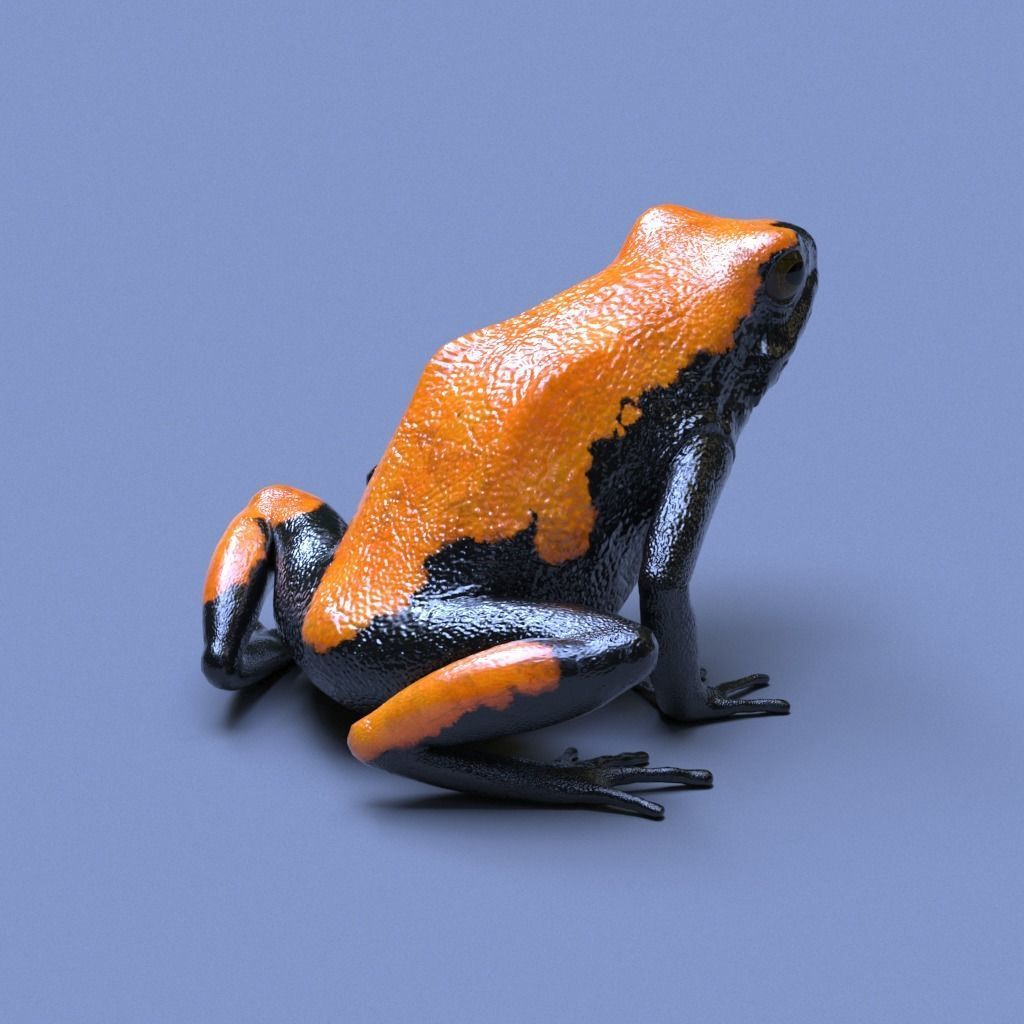 Splashback Poison Frog - Adelphobates galactonotus 3D model_19