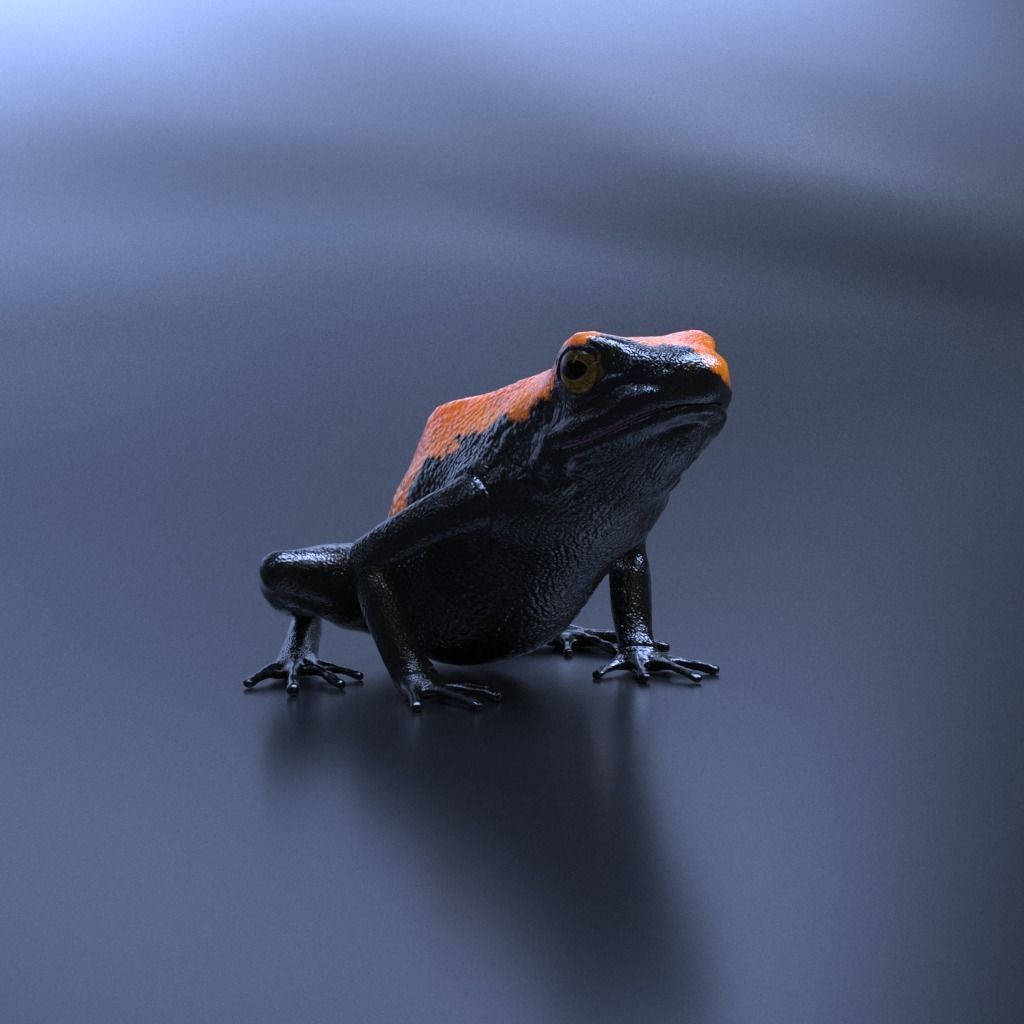 Splashback Poison Frog - Adelphobates galactonotus 3D model_12