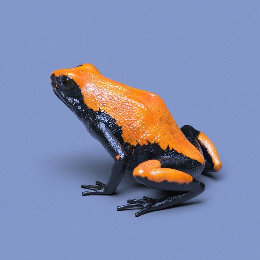 Splashback Poison Frog - Adelphobates galactonotus 3D model_16