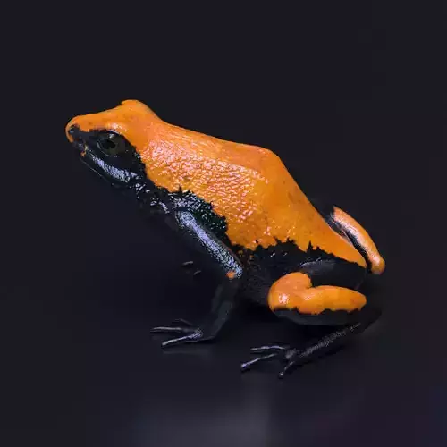 Splashback Poison Frog - Adelphobates galactonotus 3D model