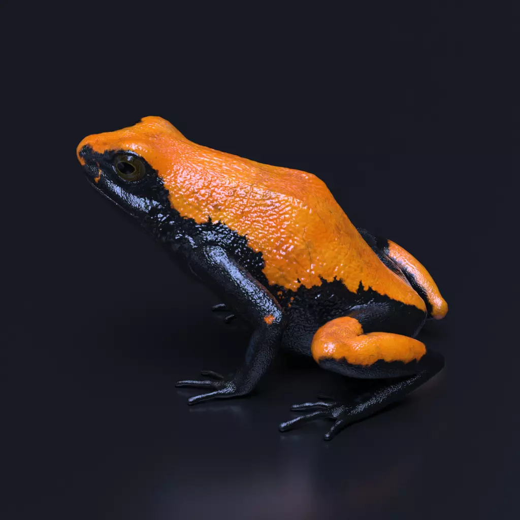 Splashback Poison Frog - Adelphobates galactonotus 3D model_0