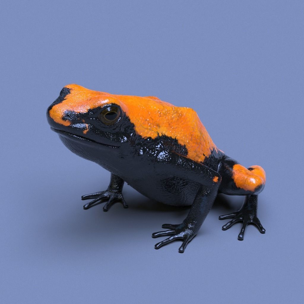 Splashback Poison Frog - Adelphobates galactonotus 3D model_17