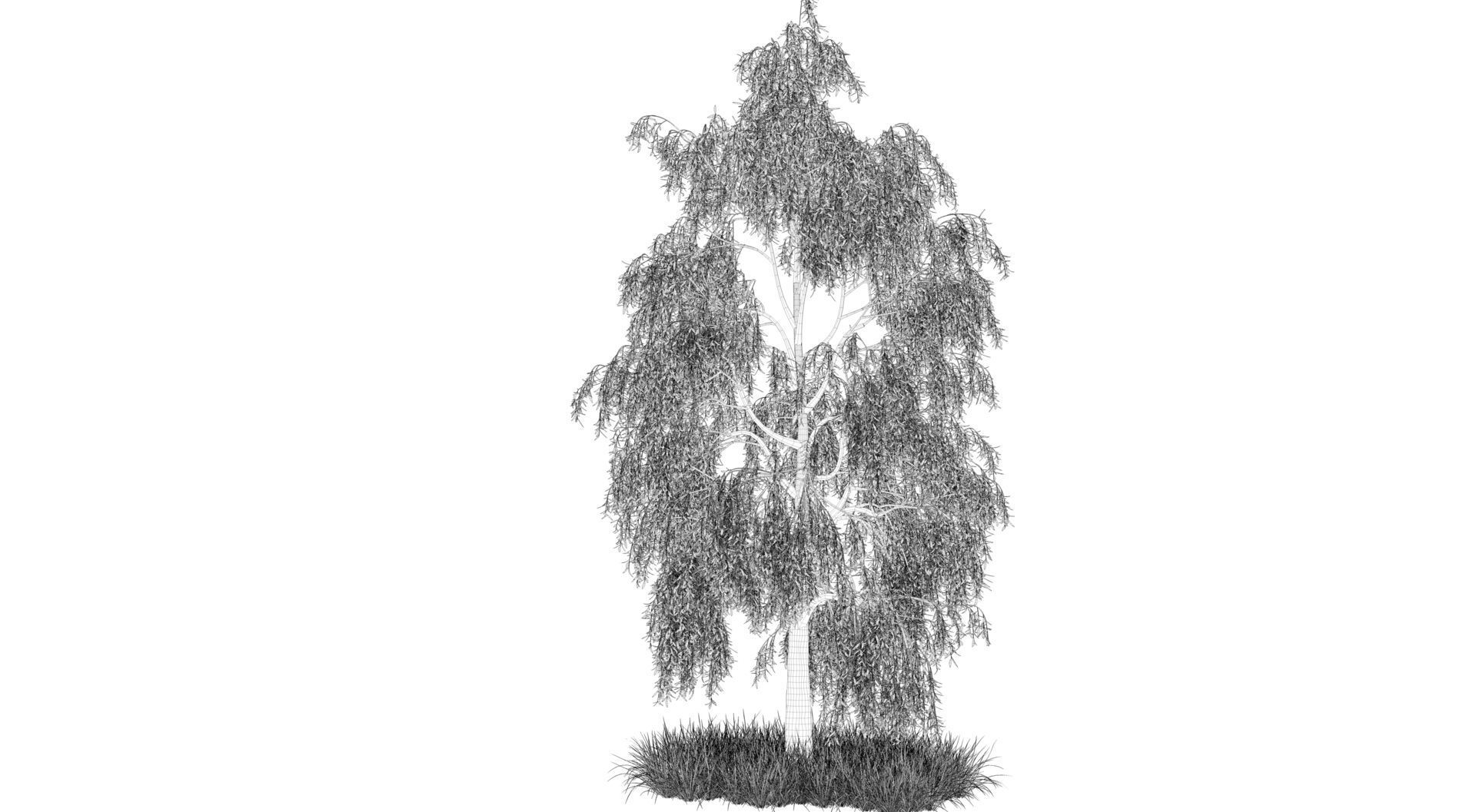 Birch Tree and Grass 3D model_11