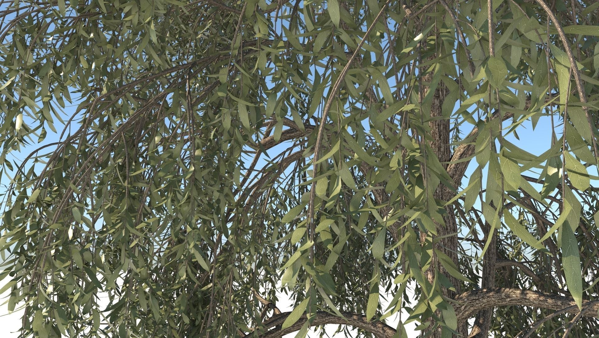 Birch Tree and Grass 3D model_8