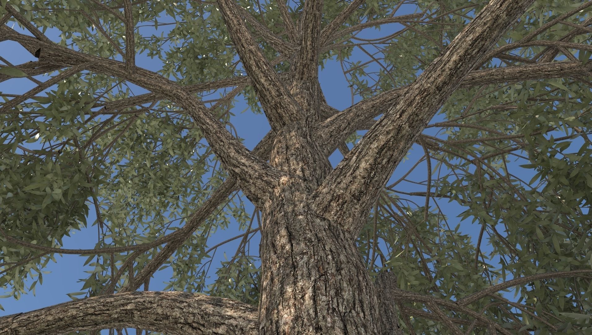 Birch Tree and Grass 3D model_6