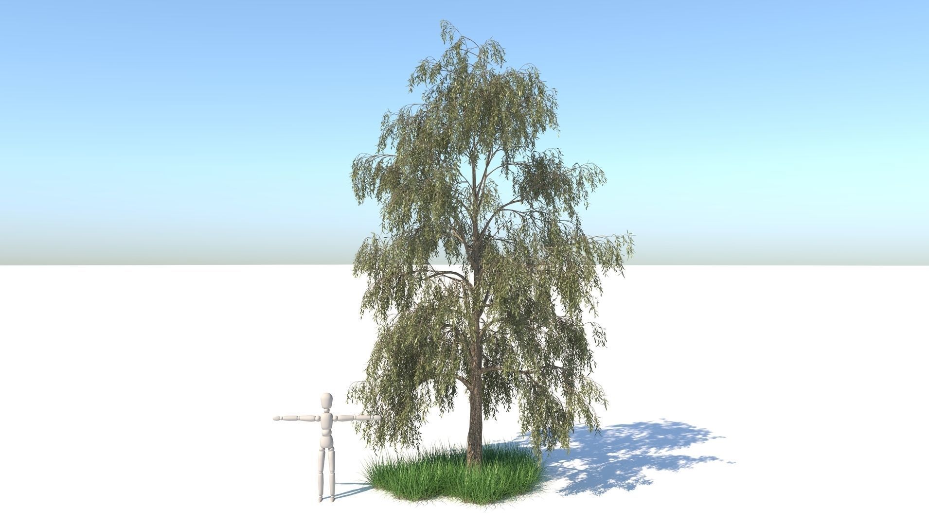 Birch Tree and Grass 3D model_1