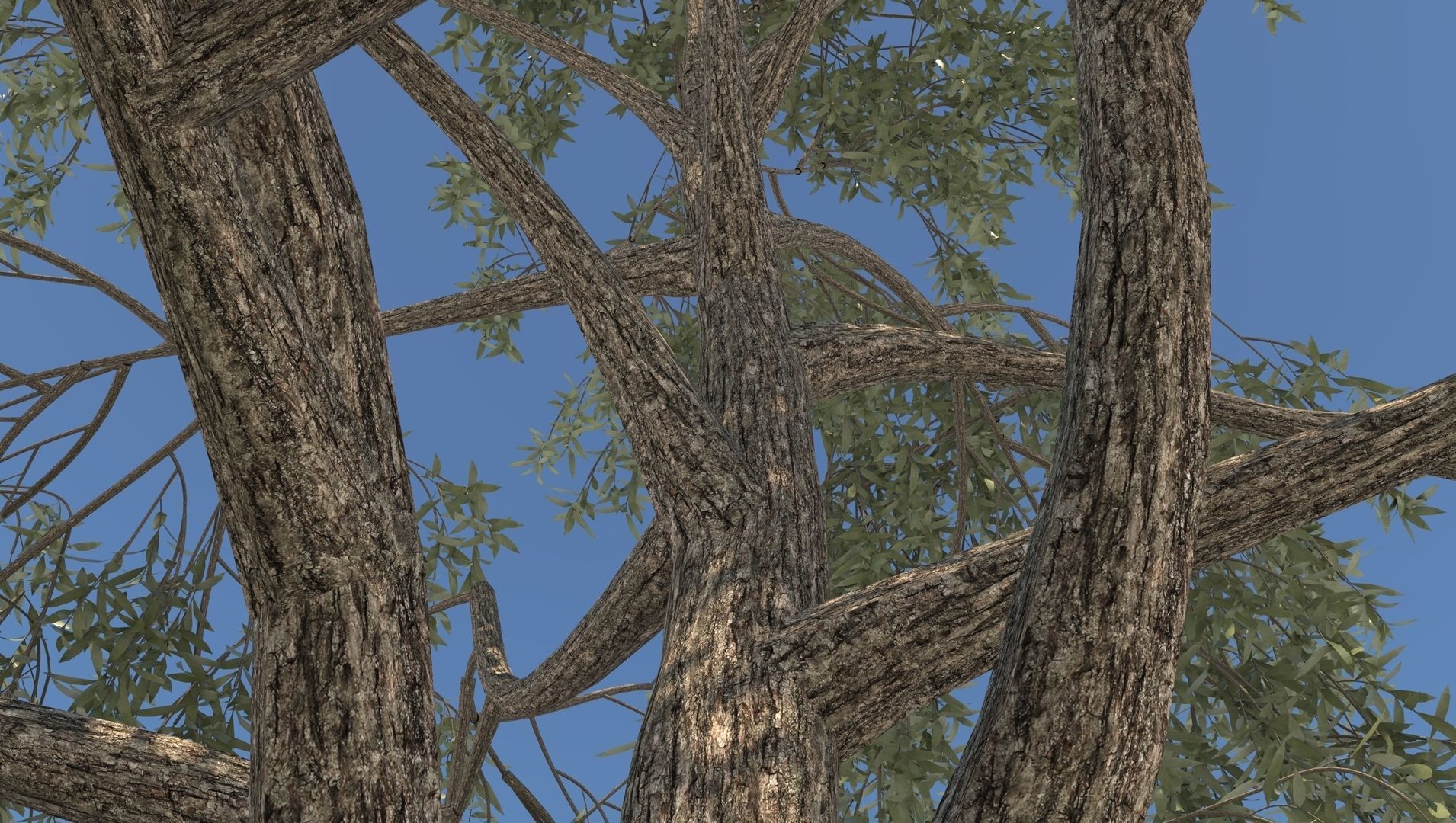 Birch Tree and Grass 3D model_7