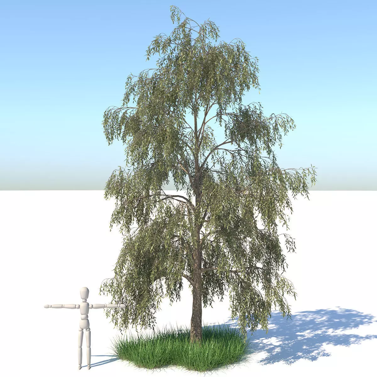 Birch Tree and Grass 3D model_0