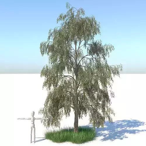 Birch Tree and Grass 3D model