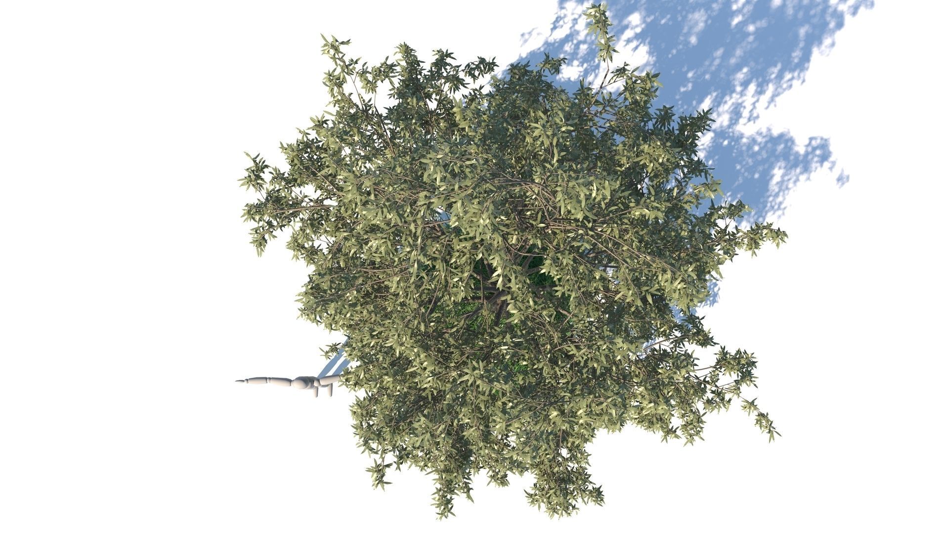 Birch Tree and Grass 3D model_4