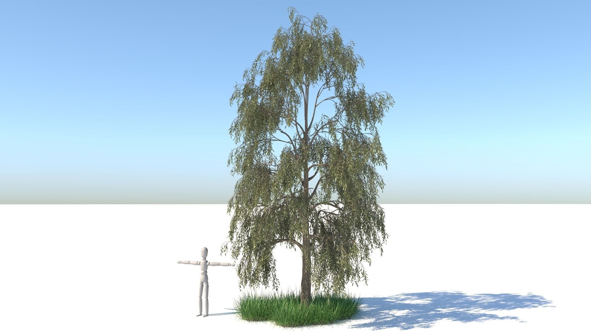 Birch Tree and Grass 3D model_2
