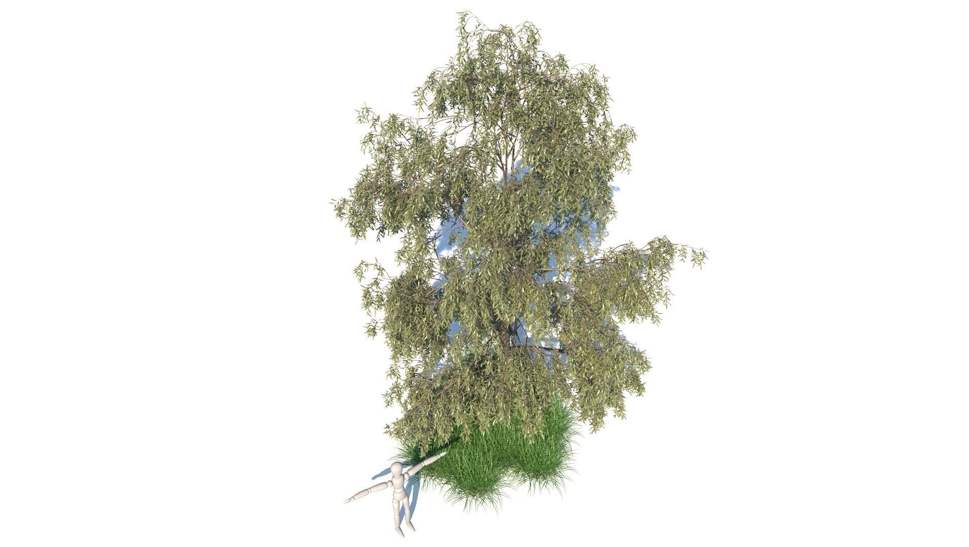 Birch Tree and Grass 3D model_3