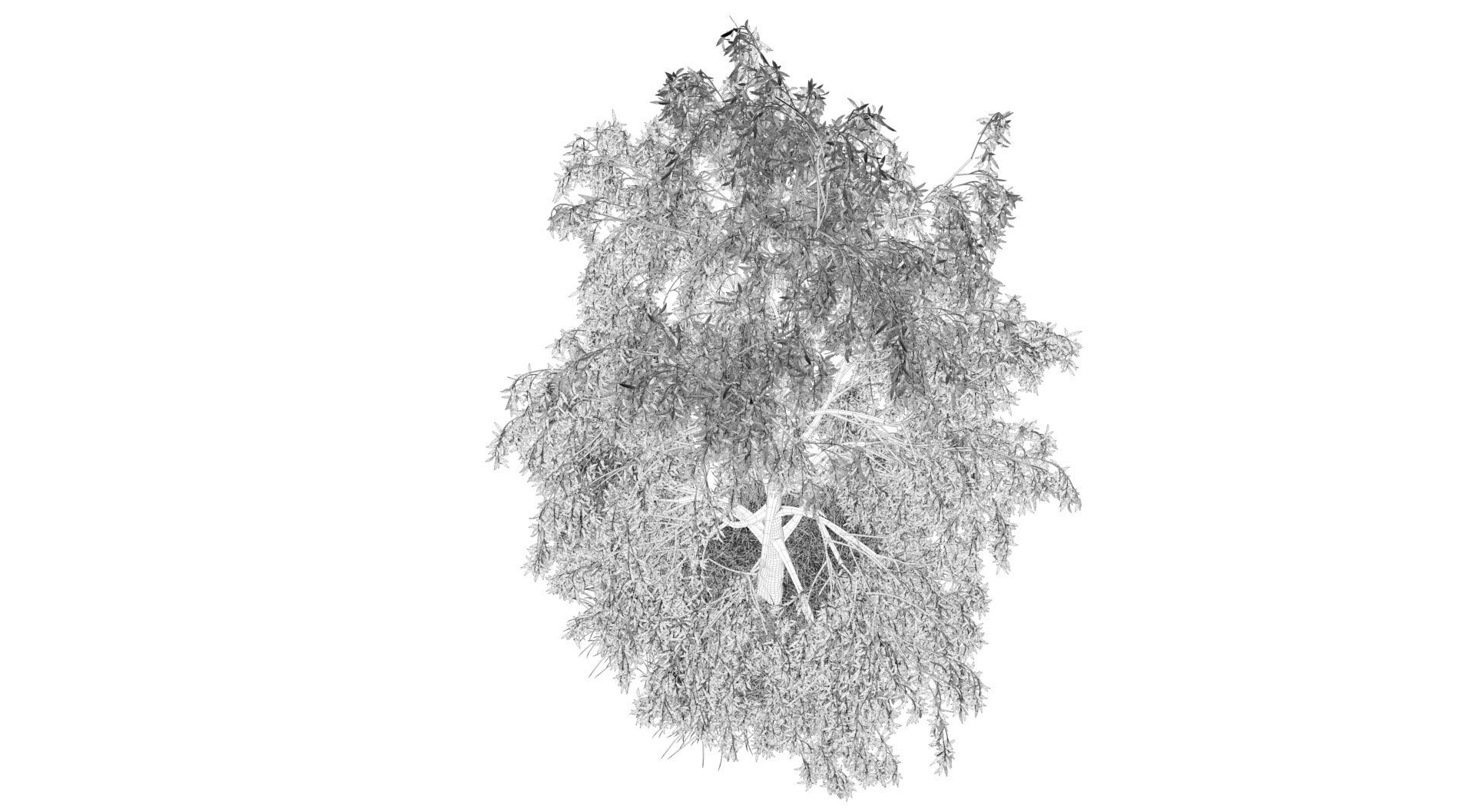 Birch Tree and Grass 3D model_9