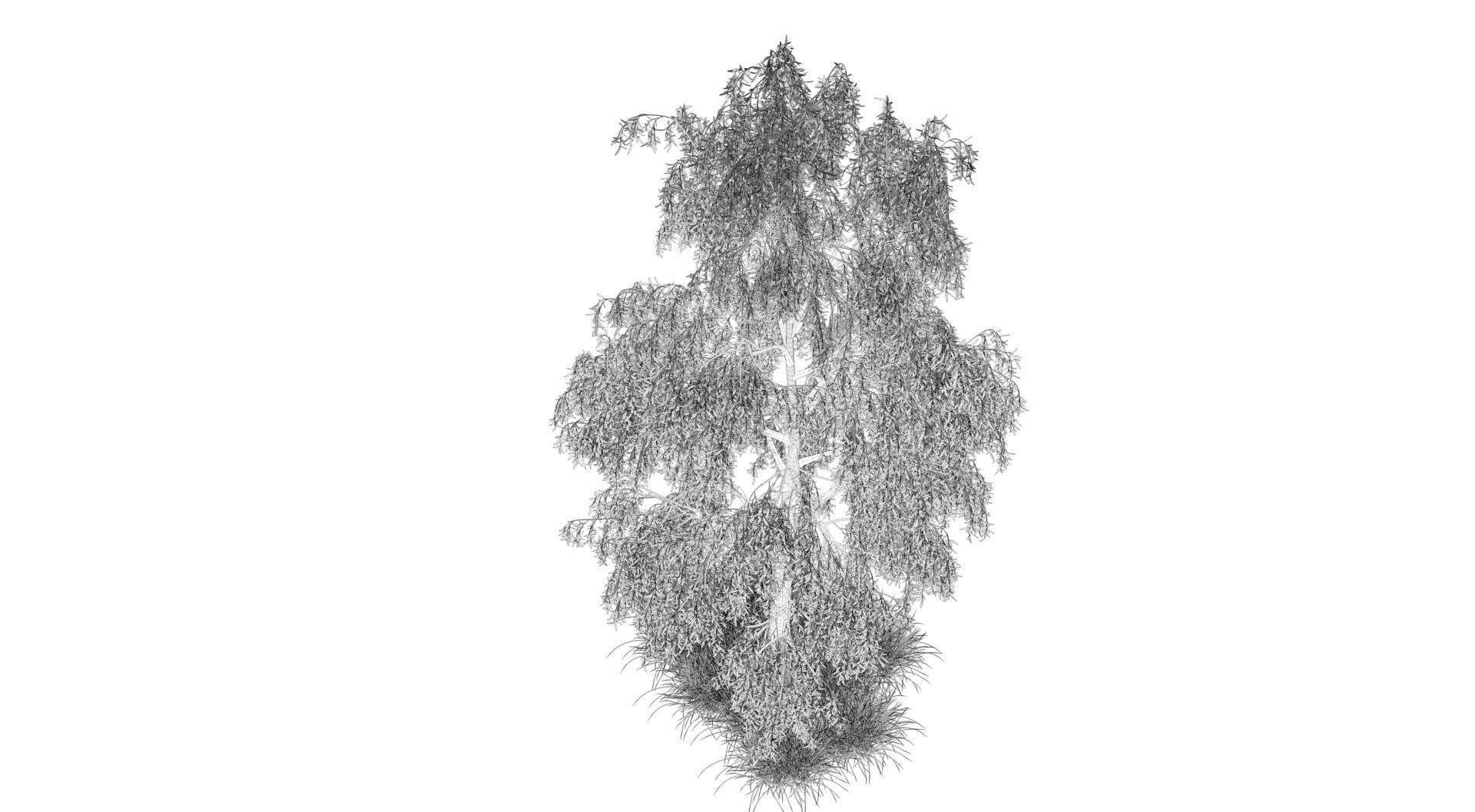 Birch Tree and Grass 3D model_10