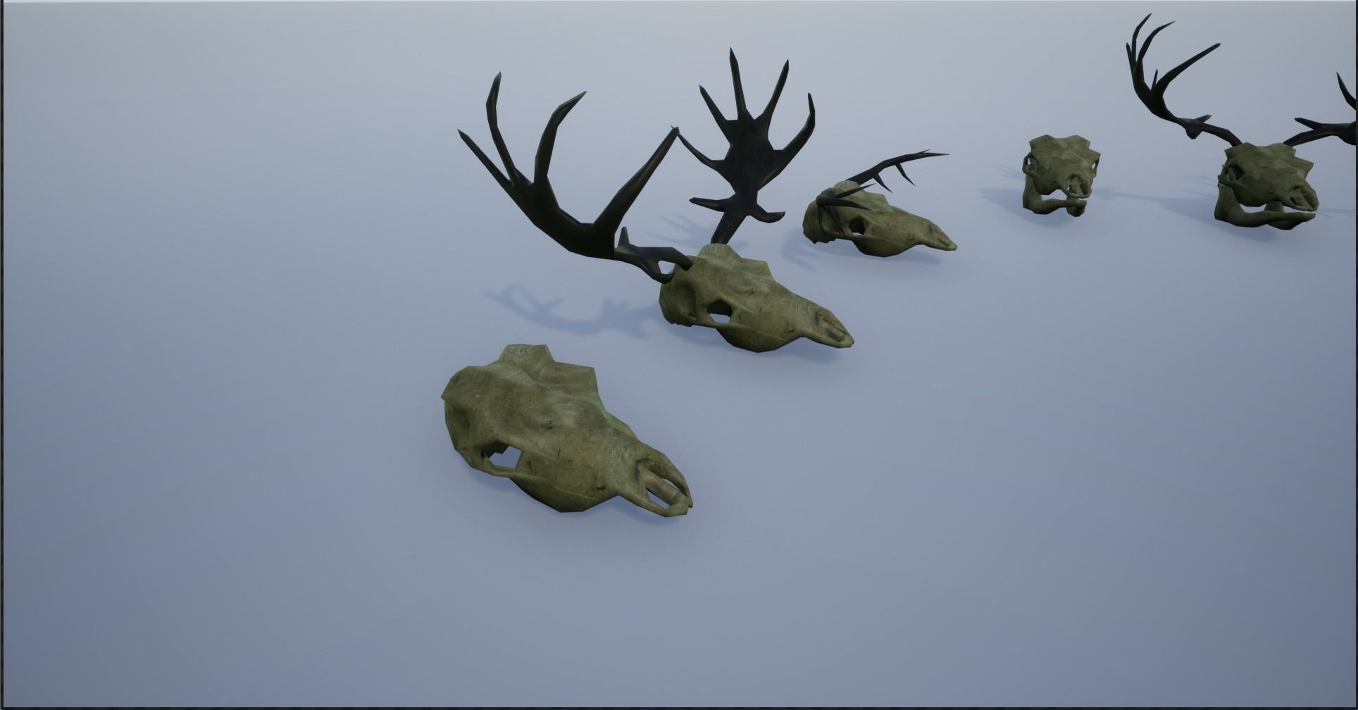 Animal Skulls and Antlers Low-poly 3D model_5