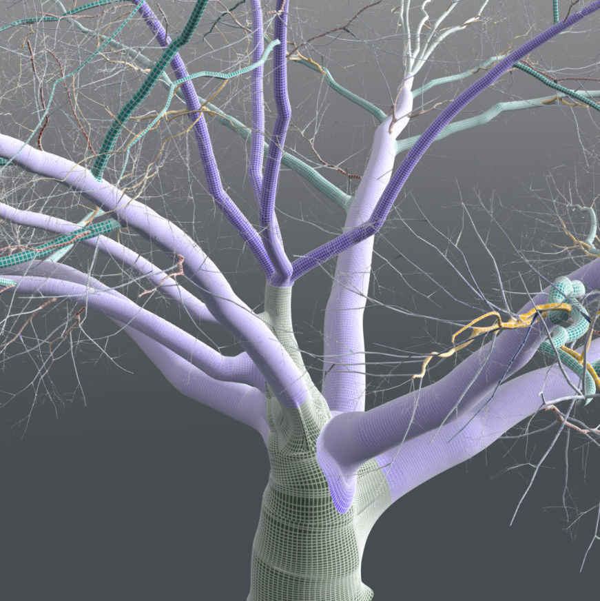 Live Oak - Variation D 3D model_4