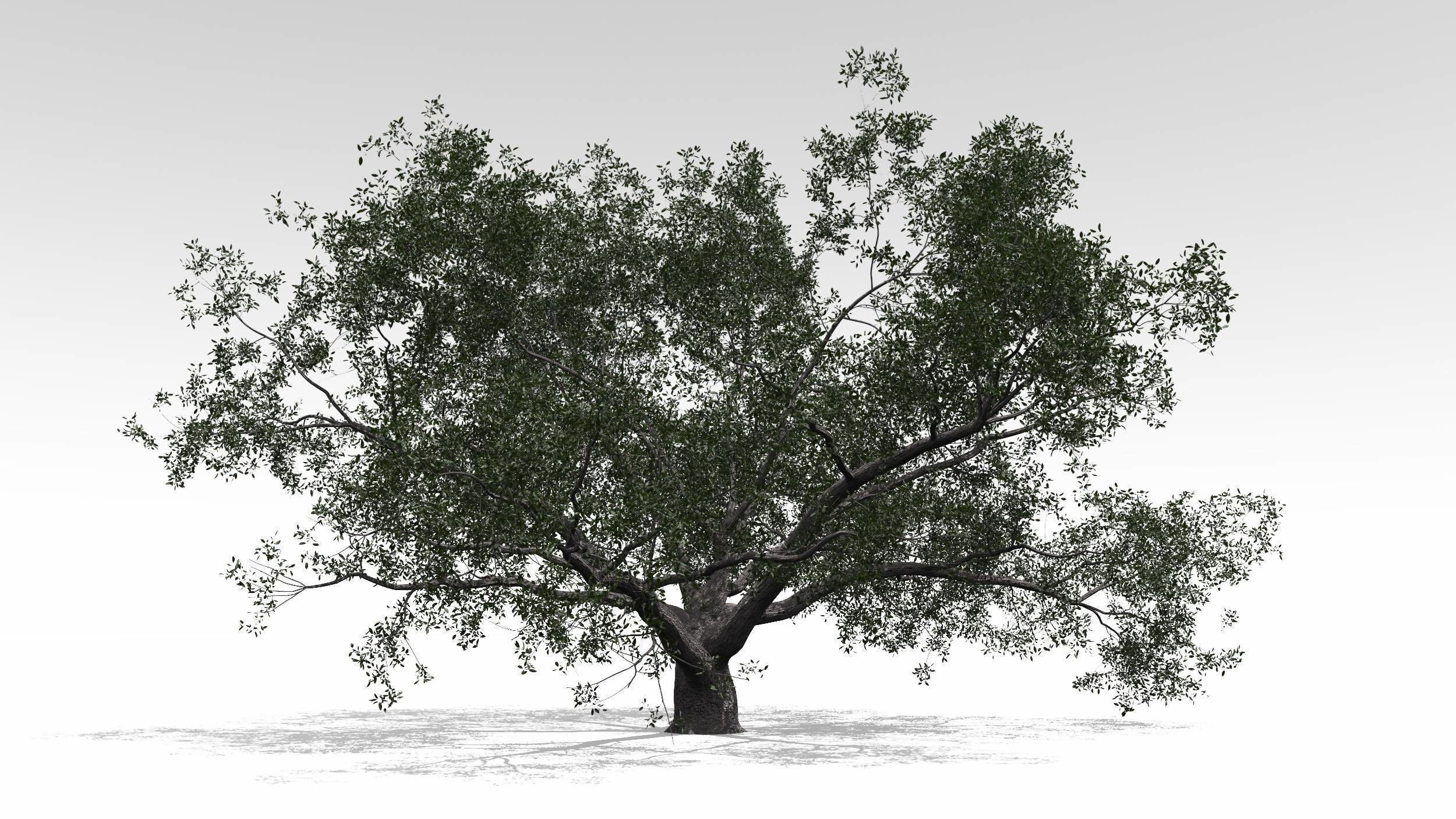 Live Oak - Variation D 3D model_1